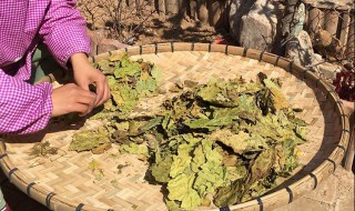 怎样晒桑叶 怎样晒桑叶茶