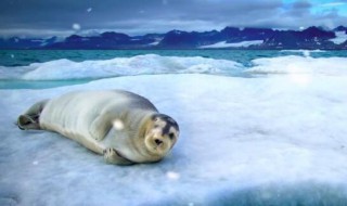 冰葬冰葬有哪些好处 冰葬是什么意思啊