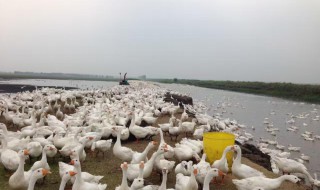 散养鹅的方法（散养鹅怎么养）