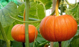 南瓜怎样种 南瓜怎样种植与管理视频教程