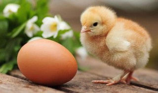 怎样孵小鸡 儿童怎样孵小鸡