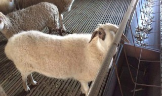 羊皮怎么处理最好 羊皮怎么处理最好的方法