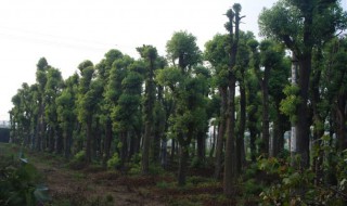 大香樟树怎样做盆景 大香樟树怎样做盆景好看