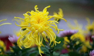 菊花种植方法和时间（菊花苗种植方法和时间）