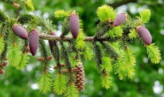 植物是怎么传播种子的 植物是怎么传播种子的二年级上册