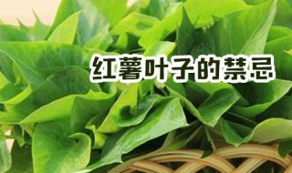 红薯叶子的禁忌（红薯叶子可以食用吗）