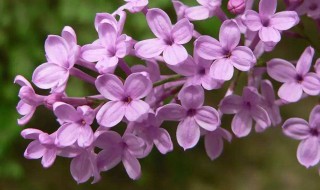 丁香花是什么颜色（丁香花是什么颜色的?）