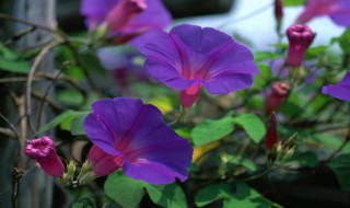 什么的牵牛花填空颜色（什么的牵牛花填空颜色填形容词）