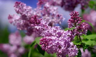 丁香花的特点 丁香花的特点和样子