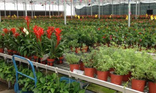 如何做花卉养殖 如何做花卉养殖工作室