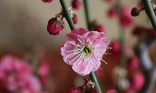 梅花的寓意象征意义（梅花的寓意象征意义诗句）