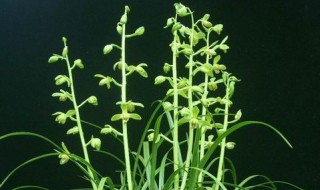 下山兰花怎么栽植（下山兰花怎么栽植好）