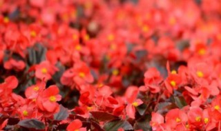 秋海棠花的养殖方法 秋海棠花的养殖方法和注意事项