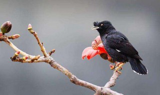 如何训练八哥（如何训练八哥说话）