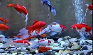 成为一个养鱼高手的方法是什么（成为一个养鱼高手的方法是什么样的）