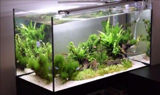 沉木绑水草教程(沉木如何绑水草)