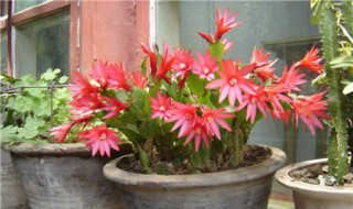 昙花用什么土栽培好（昙花用什么土栽培视频）