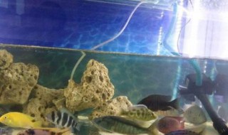 慈鲷鱼怎么养（慈鲷鱼怎么养殖视频）