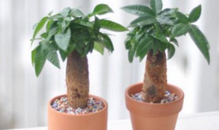 发才树怎么养 发才树怎么养护