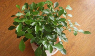 盆栽花卉养殖方法 盆栽花卉养殖方法和技术