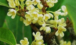 四季桂花怎么剪枝 四季桂花怎么剪枝视频