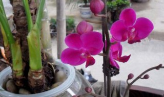 蝴蝶兰土怎么配制 蝴蝶兰专用土