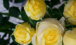 金丝雀月季怎么养(金丝雀月季怎么养护和管理)