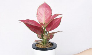 如意吉利红植物怎么养呢（如意吉利红植物寓意）