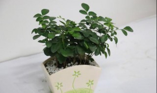 九里香扦插 九里香扦插时间