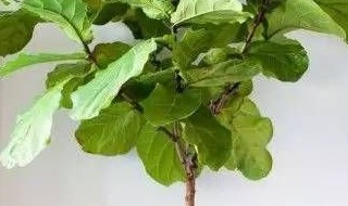 琴叶榕怎么养长得快 琴叶榕怎么养成老桩