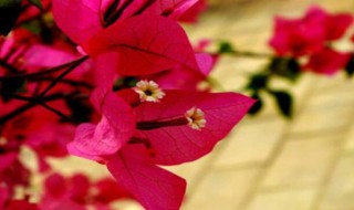 三角梅什么时候剪枝（三角梅什么时候剪枝,开花多）