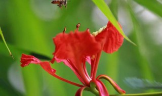 尹子兰倒盆什么时候好（尹子兰倒盆什么时候好看）