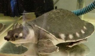 鱼和猪鼻龟可以混养吗（猪鼻龟能和鱼一起养吗）