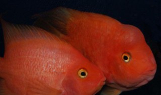 迷你鹦鹉鱼怎么看公母（迷你鹦鹉鱼怎么看公母视频）