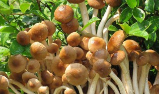 茶树菇种植 茶树菇种植技术