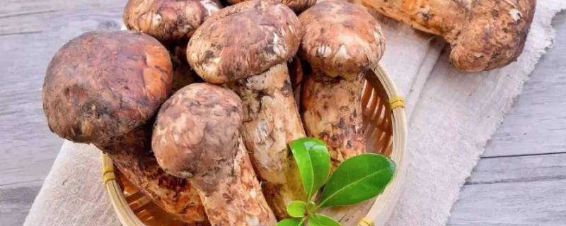 松茸保存的方法 松茸保存的方法和清洗视频