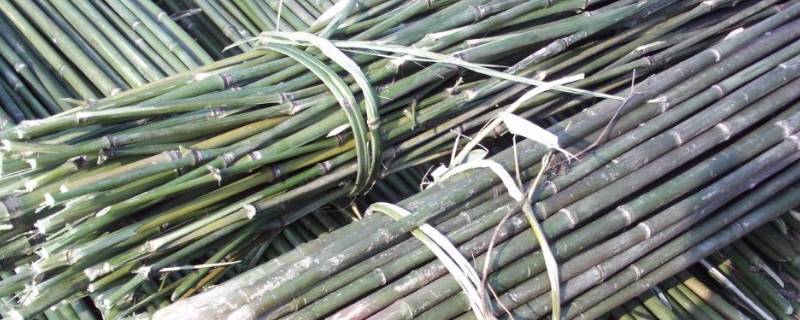 竹竿竹杆的区别 竹子与竹杆有区别吗