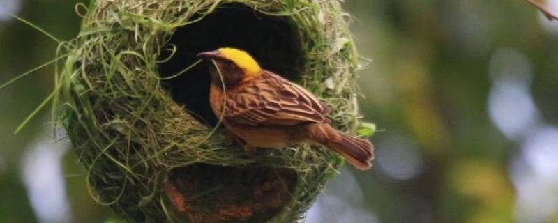 善于筑巢的动物有哪些 哪些动物筑巢很有特点