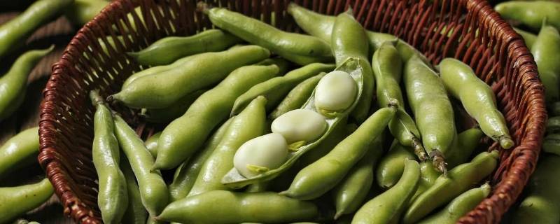 蚕豆要煮多久才熟（蚕豆要煮多久才熟透）
