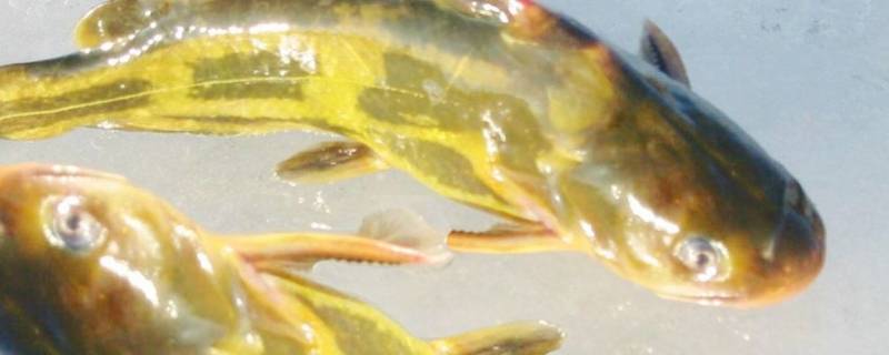 汪丫鱼外面的黄要洗掉吗（汪丫鱼怎么洗掉颜色）