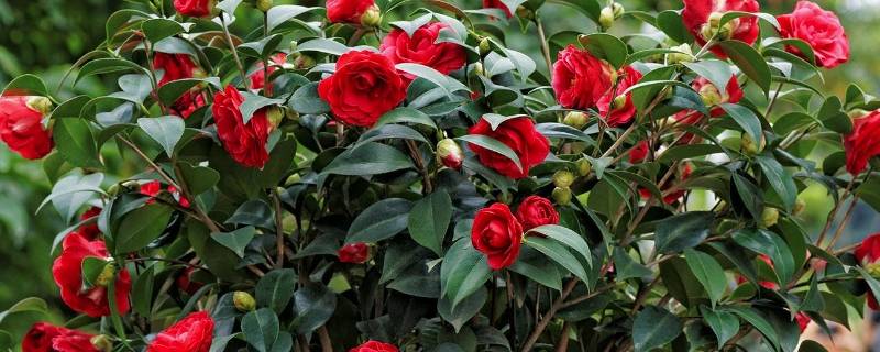 茶花记录卡怎么写（茶花的记录卡怎么写）