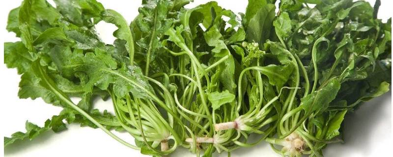 荠菜苦怎么回事（荠荠菜苦怎么办）