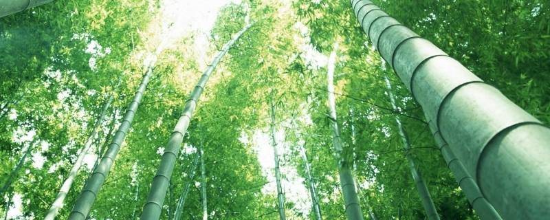 竹子代表什么象征意义（竹子代表什么象征意义造句）