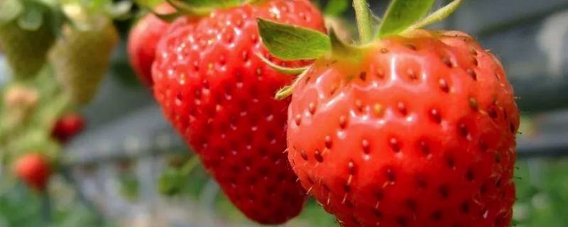 草莓上的黑刺可以吃吗 草莓上黑色的刺可以吃吗