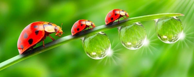 七星瓢虫为什么是益虫（七星瓢虫为什么是益虫还是害虫）