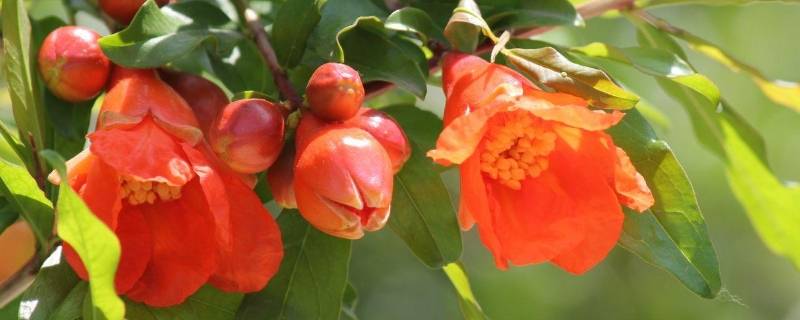 石榴花的气味是什么味道（石榴花 气味）