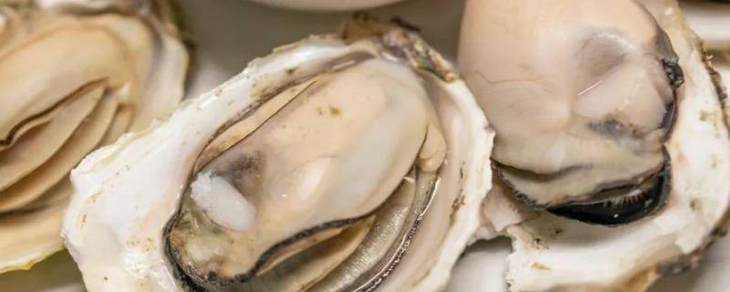 煮生蚝需要放什么材料（水煮生蚝需要放什么材料）