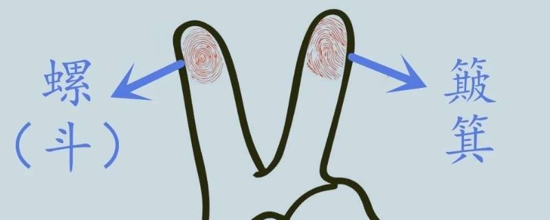 手指斗和簸箕如何区分（怎么看手指斗和簸箕）