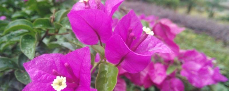 三角梅的气味是什么味道（三角梅样子颜色气味其他）