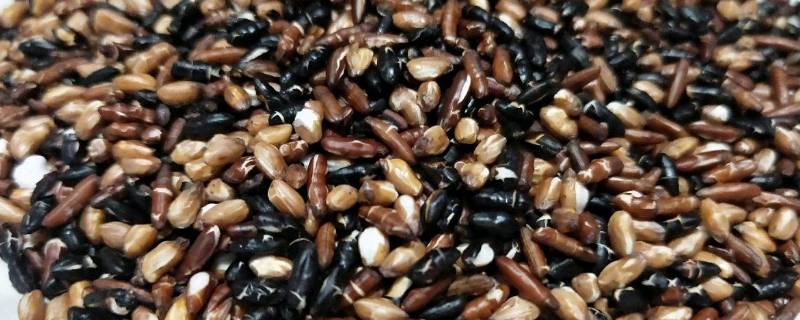 糙米是哪三种米（糙米是哪三种米饭）